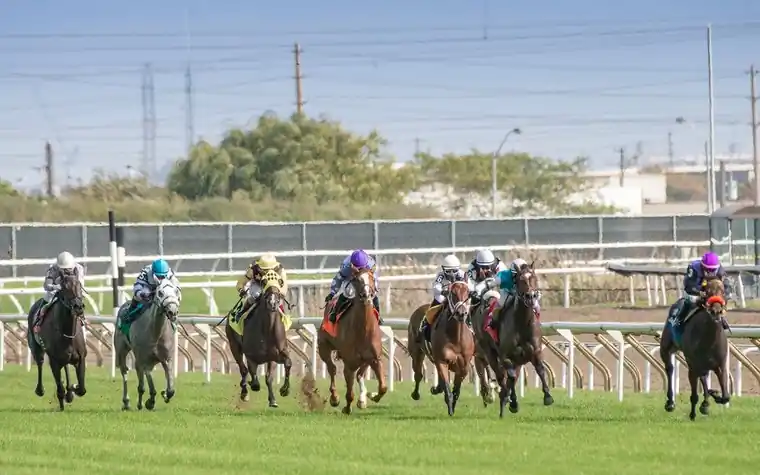 a pack of jockeys and horses racing along a grass turf course behind a white rail with trees in the distance