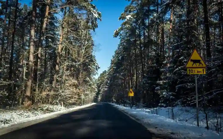 Snow-lined two-lane forest road with a yellow deer-crossing sign at a Central European border area