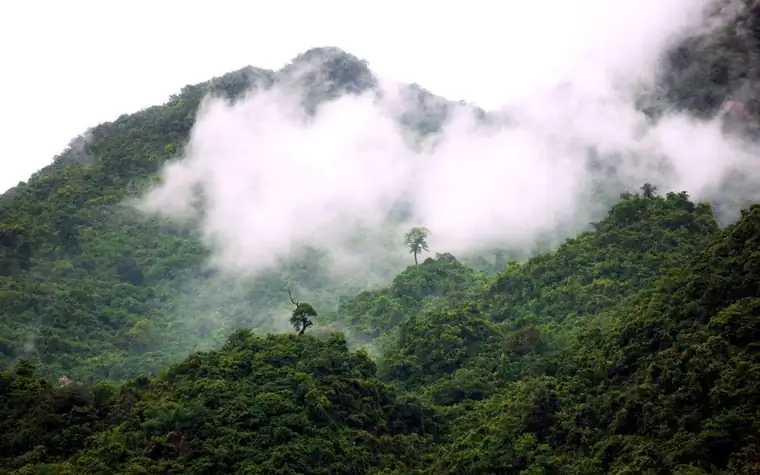 Lush green rainforest mountain slopes shrouded in thick mist and low cloud
