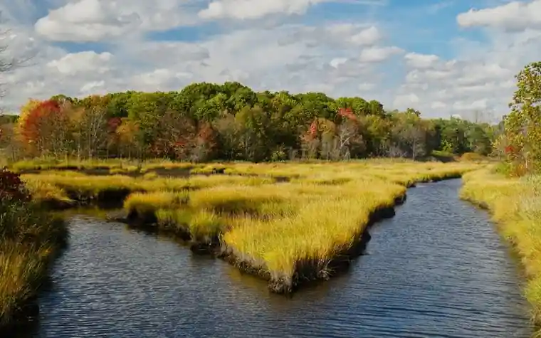 a narrow tidal creek winding through golden marsh grass toward a line of trees showing autumn colors under a partly cloudy sky